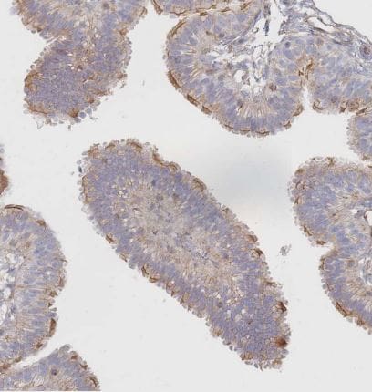 G protein beta 4 Antibody