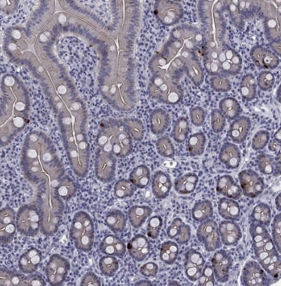 5-HT4 Antibody - BSA Free