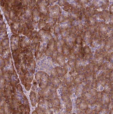C20orf27 Antibody
