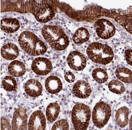 C20orf27 Antibody