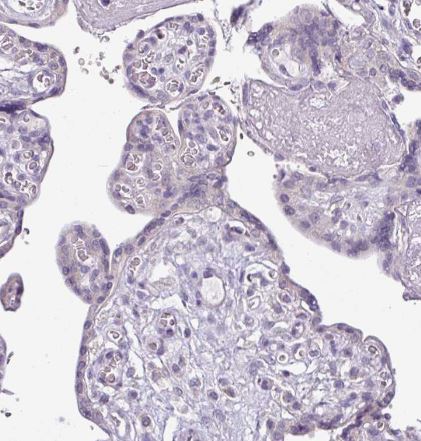 C20orf27 Antibody