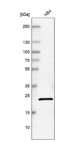 C20orf27 Antibody