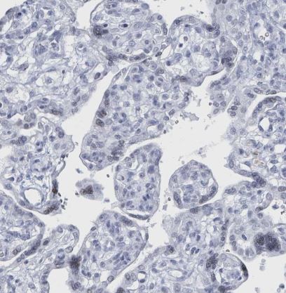 GPR15L Antibody