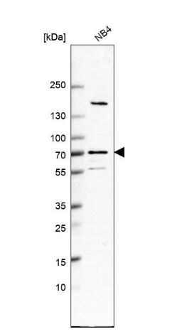 ANKRD55 Antibody
