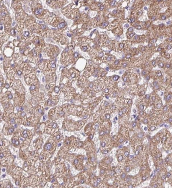 FAM105B/OTULIN Antibody - BSA Free