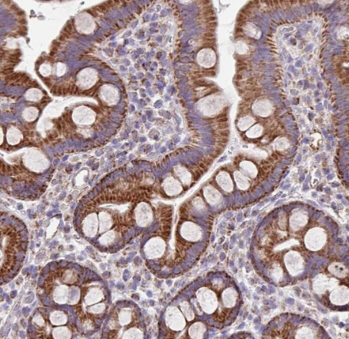 FAM105B/OTULIN Antibody - BSA Free