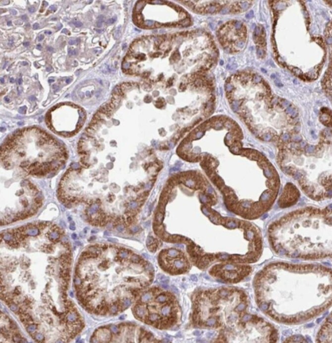 FAM105B/OTULIN Antibody - BSA Free