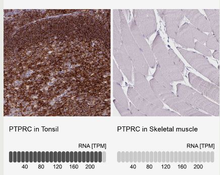 CD45 Antibody (CL0160)