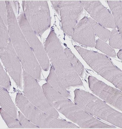 CD45 Antibody (CL0160)