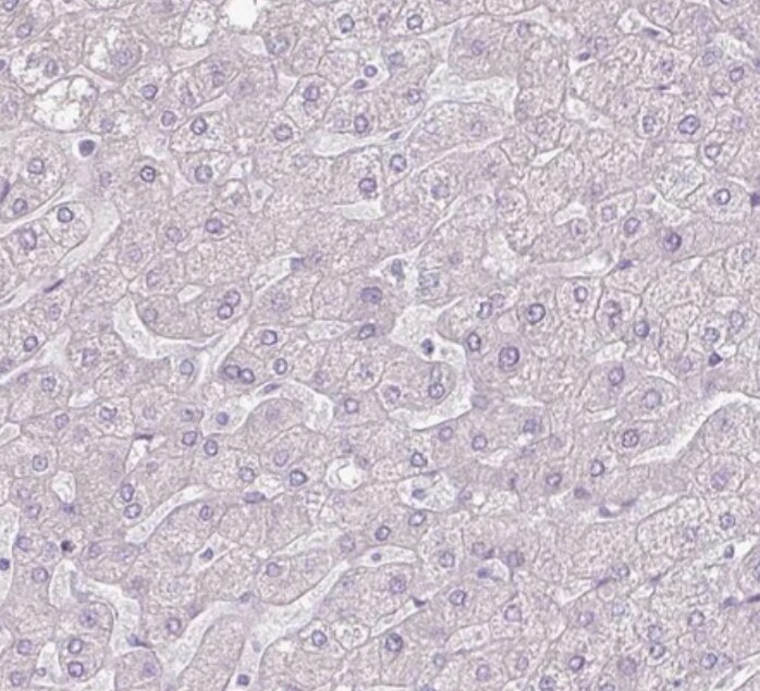 Thyroglobulin Antibody (CL0164) - BSA Free
