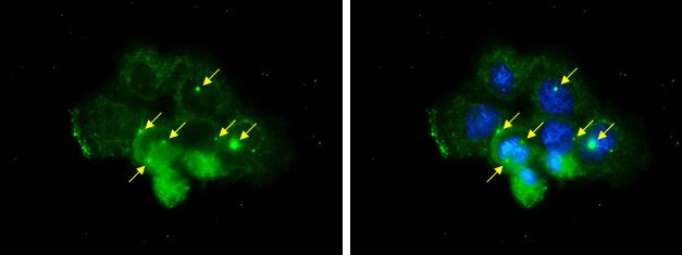 Centrin 1 Antibody