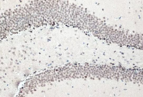 NFIX Antibody