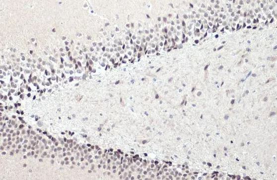 NFIX Antibody
