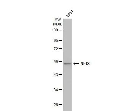 NFIX Antibody