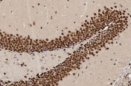 NFIX Antibody