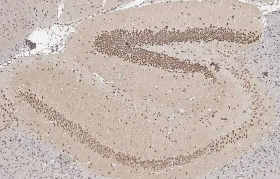 NFIX Antibody