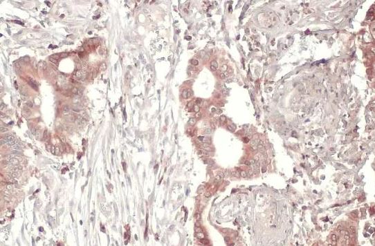 Scribble Antibody