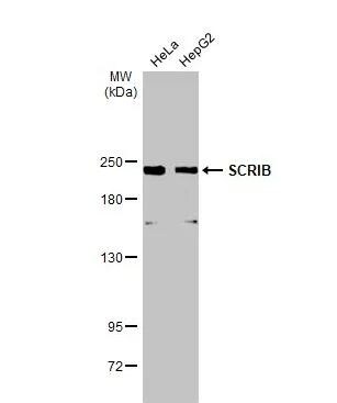 Scribble Antibody