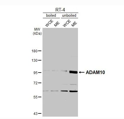 ADAM10 Antibody - BSA Free