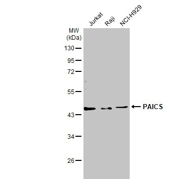 ADE2 Antibody