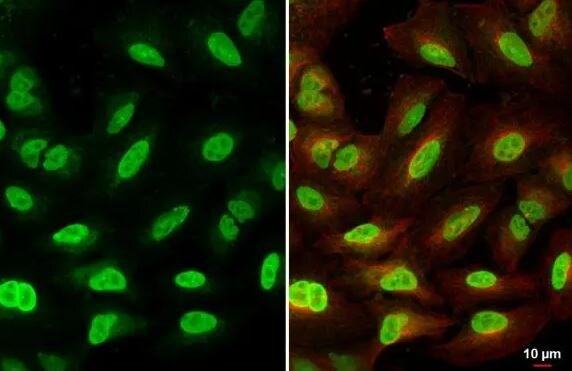 BRD9 Antibody
