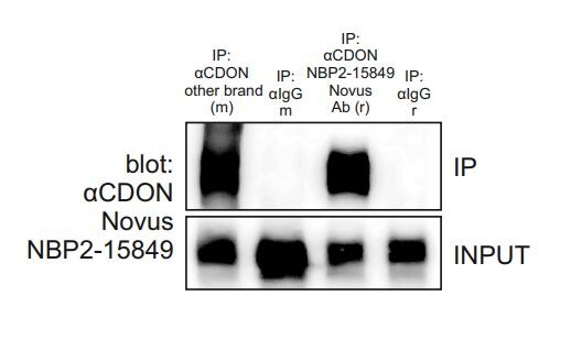 CDO Antibody