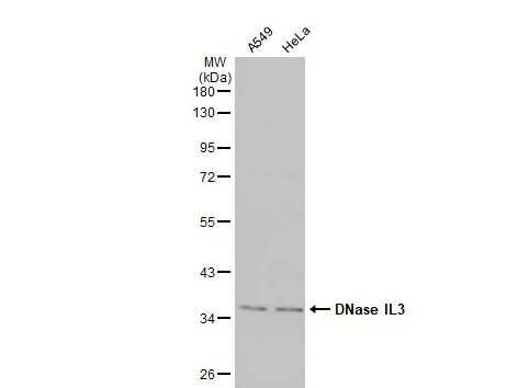 DNASE1L3 Antibody
