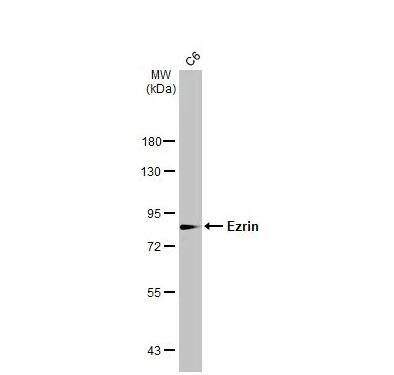 Ezrin Antibody