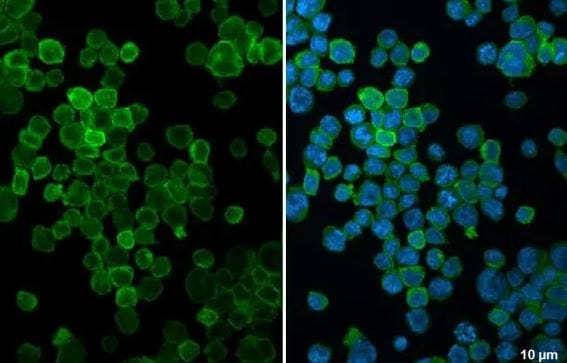 FCER1G Antibody
