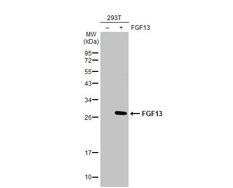 FGF-13 Antibody