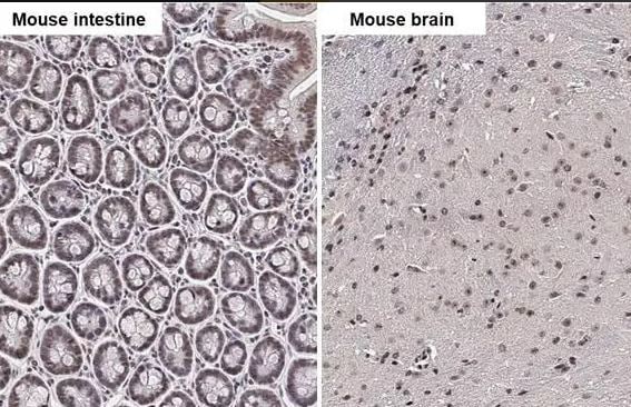 FXR/NR1H4 Antibody