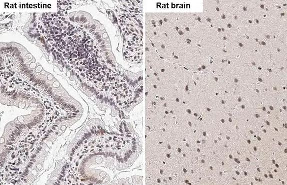 FXR/NR1H4 Antibody