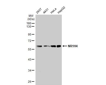 FXR/NR1H4 Antibody