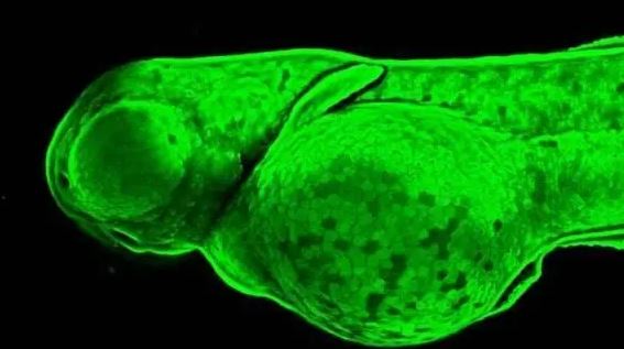 GNB1 Antibody
