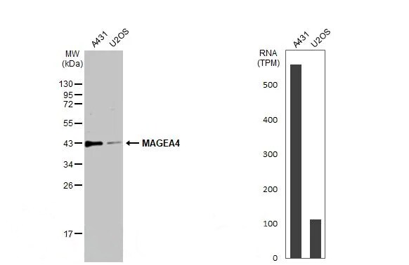 MAGEA4 Antibody