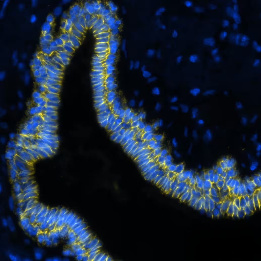 E-Cadherin Antibody (7H12) - BSA Free