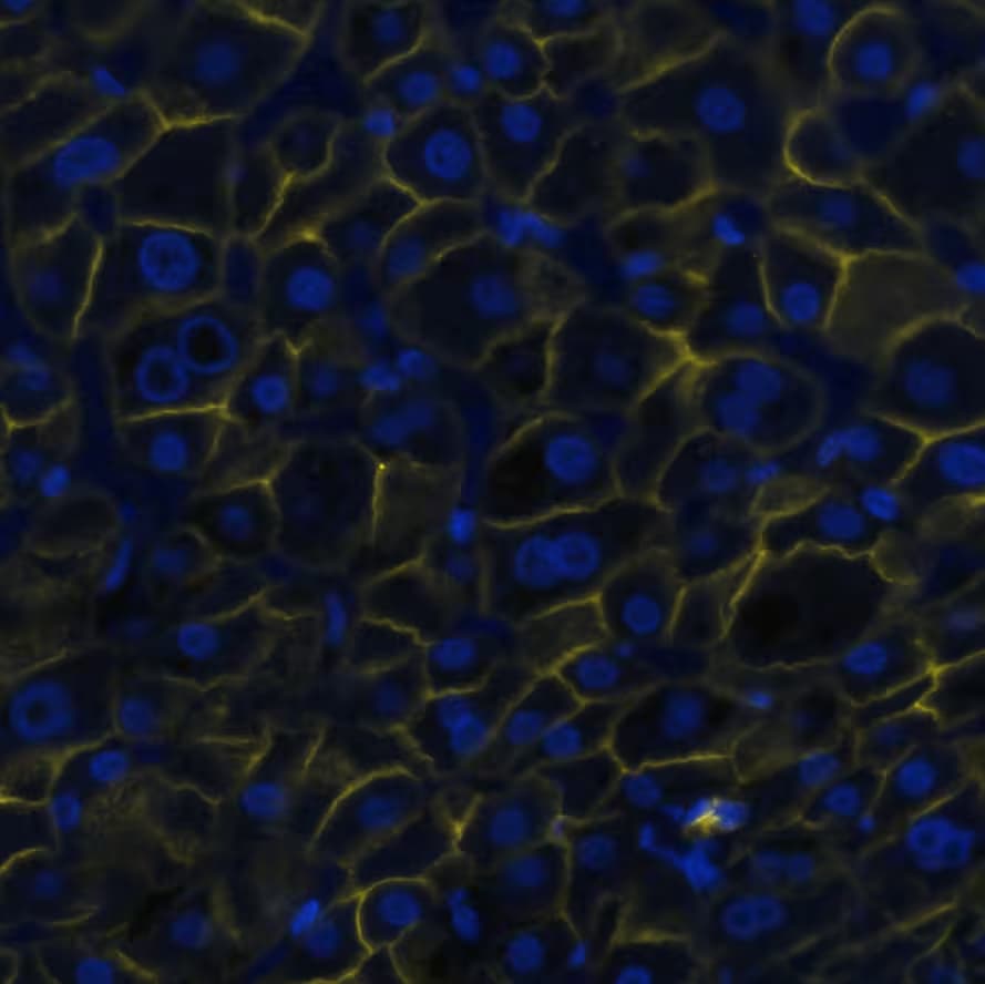 E-Cadherin Antibody (7H12) - BSA Free