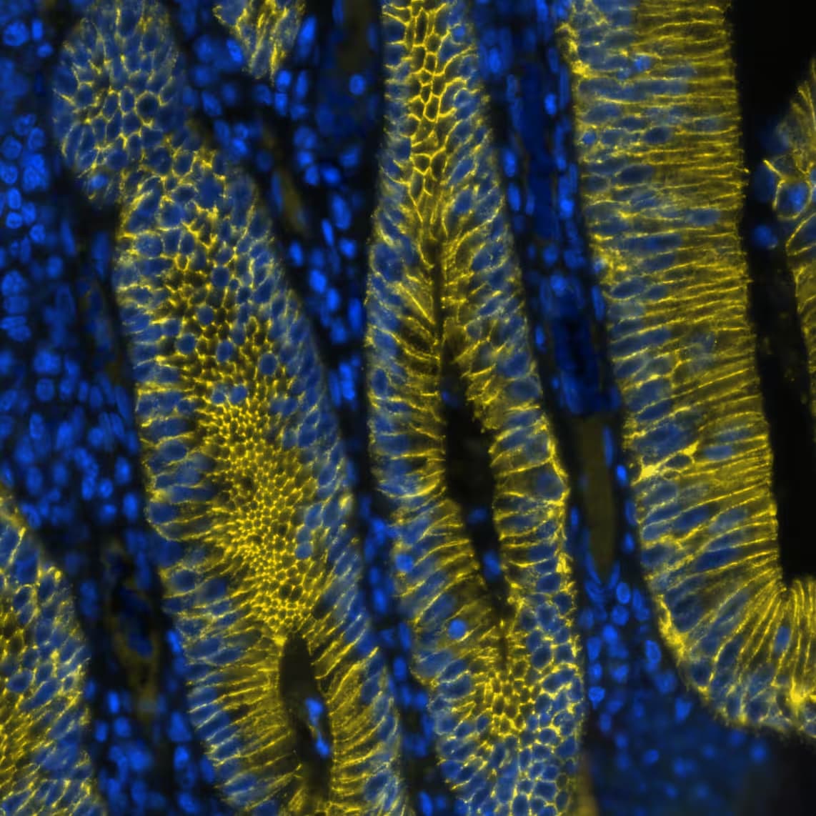 E-Cadherin Antibody (7H12) - BSA Free