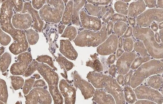 Lipase A Antibody