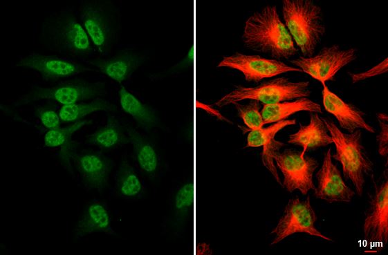 Nrf1 Antibody