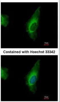 ORP8 Antibody - BSA Free
