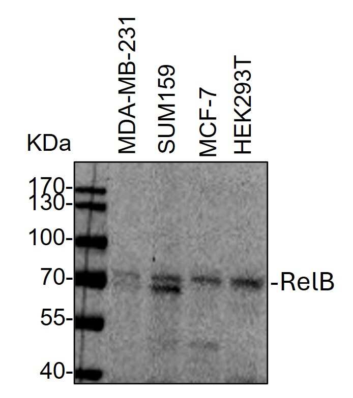RelB Antibody