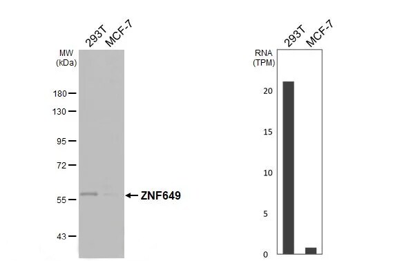 ZNF649 Antibody - BSA Free
