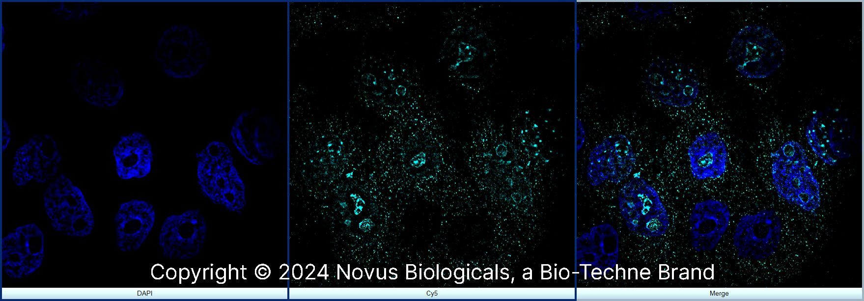 Ki67/MKI67 Antibody (8D5) - BSA Free