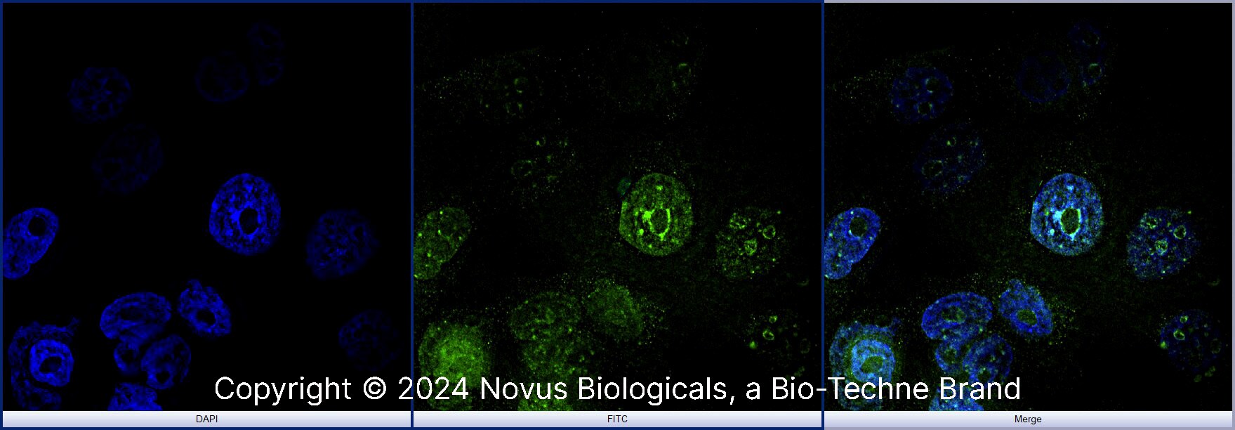 Ki67/MKI67 Antibody (8D5) - BSA Free