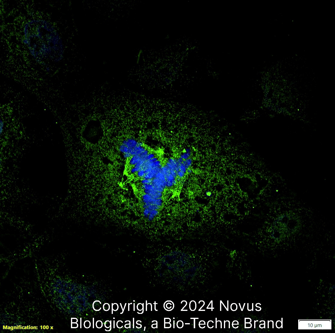 Aurora A Antibody (1F8) - BSA Free