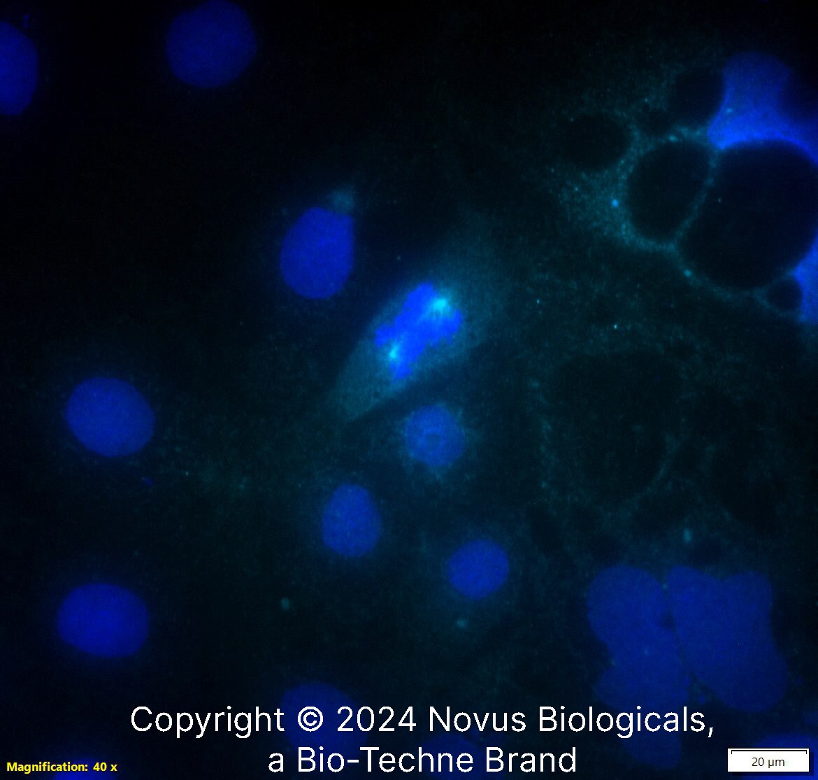 Aurora A Antibody (1F8) - BSA Free