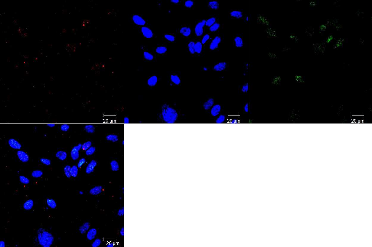 ABCG2/CD338 Antibody (3G8) - BSA Free