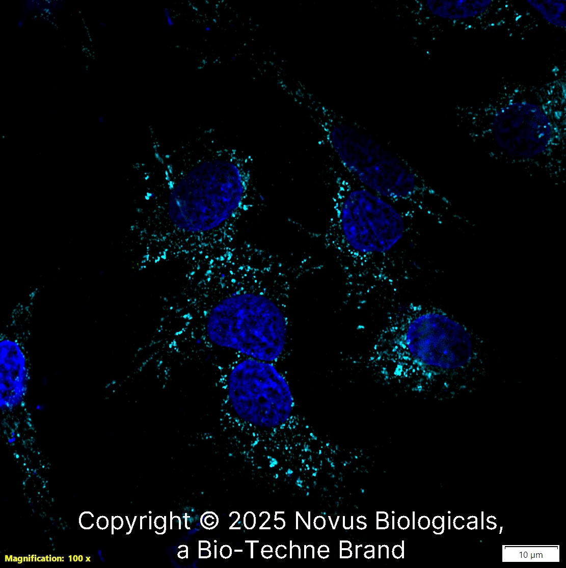LAMP-1/CD107a Antibody (H4A3) - Azide and BSA Free