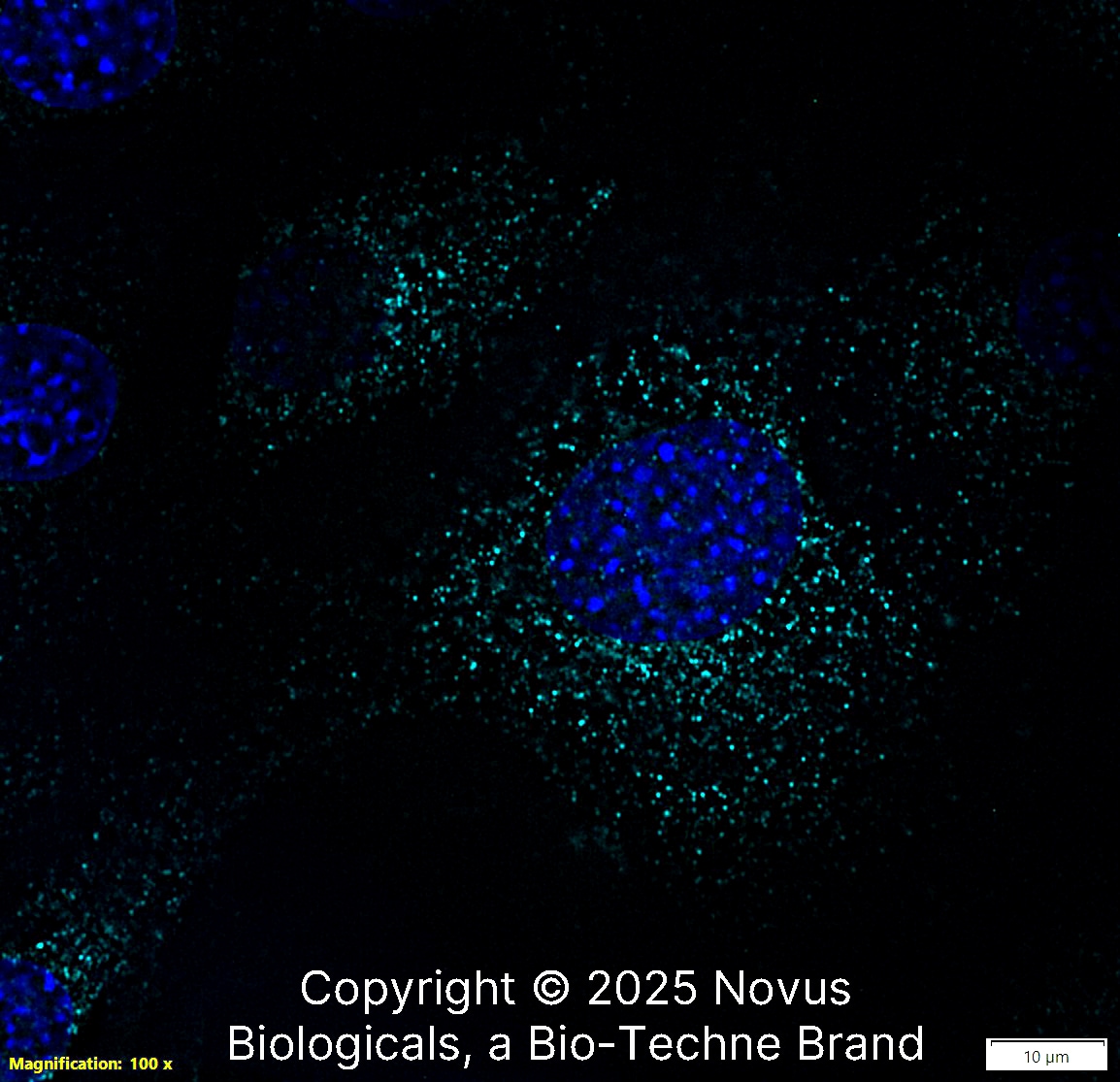 LAMP-1/CD107a Antibody (H4A3) - Azide and BSA Free